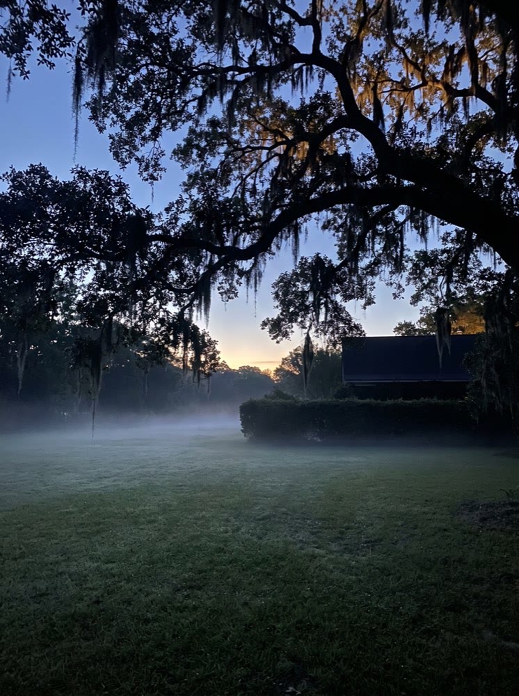 Mist over a Charleston lawn at first light, live oaks and Spanish moss overhead